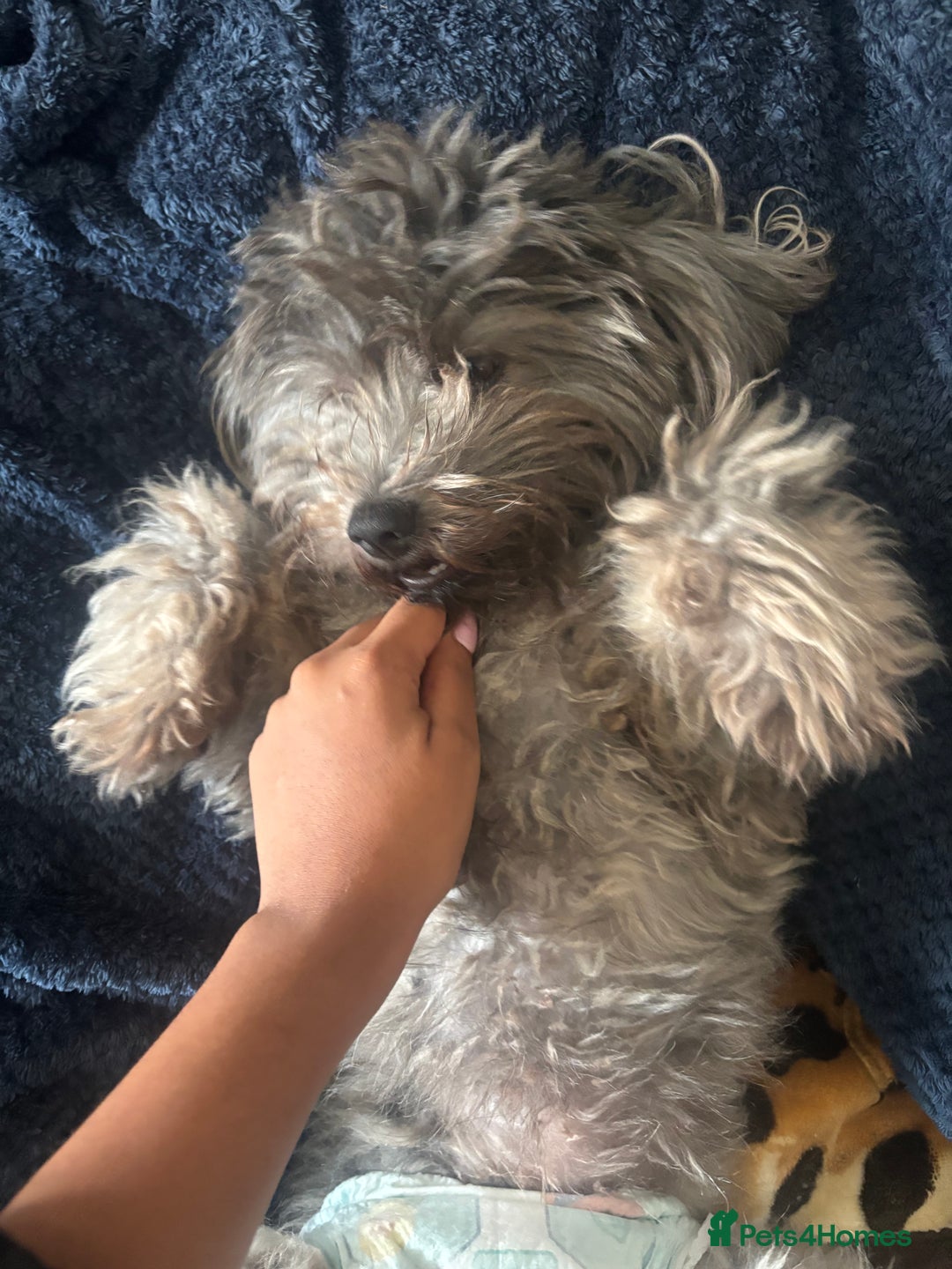 Mixed Breed dogs for sale: Puppies looking for a loving family  - Image 22