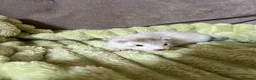 Ferret rodents for sale: Beautiful Baby Ferrets for Sale ❤️ - Advert 8
