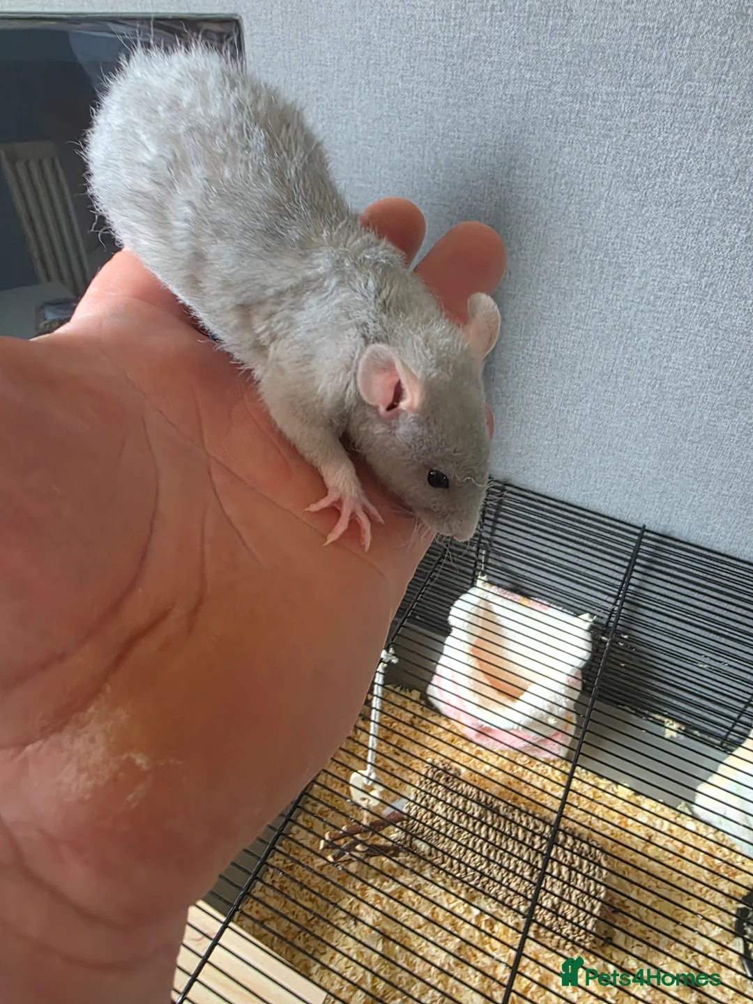 Rat rodents for sale: Baby rats  - Advert 6