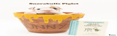 English Bulldog 2