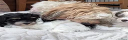 Havanese dogs for sale: Adorable Havanese Puppy Boy Available - Advert 3