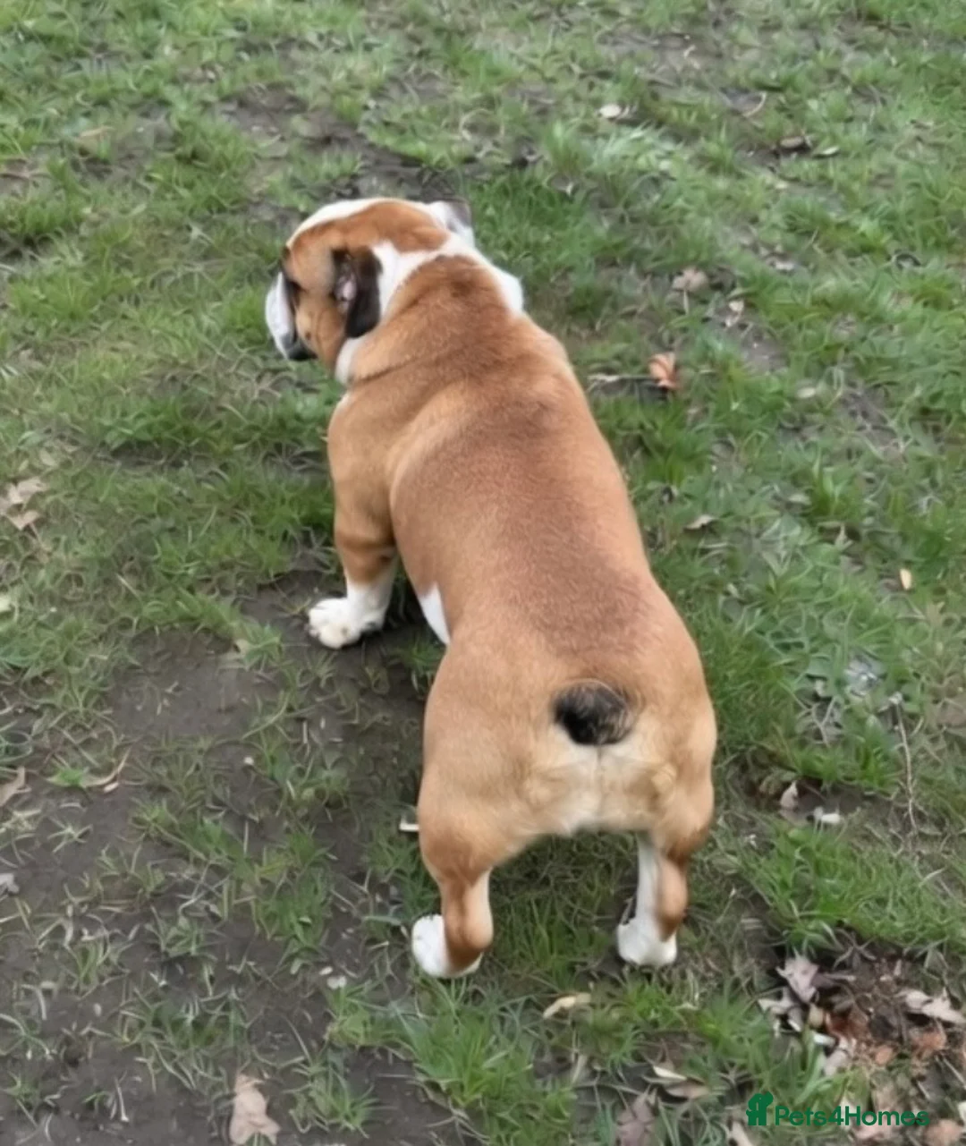 English Bulldog dogs for sale: 11month standard female bulldog.  - Advert 3