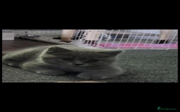 British Shorthair cats for sale: British shorthair kittens for sale  - Image 3