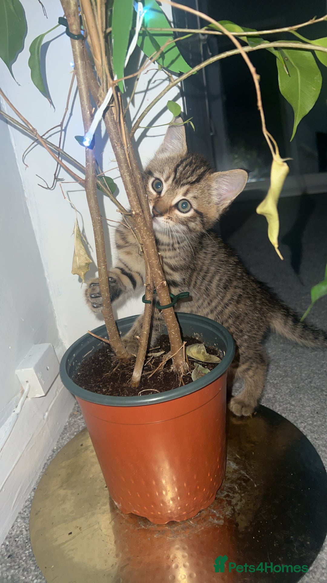 Mixed Breed cats for sale: Kittens  - Advert 8