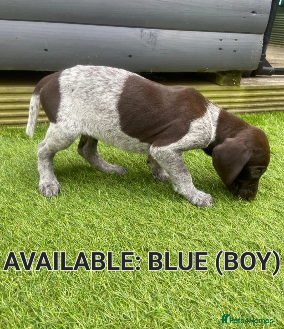 German Shorthaired Pointer dogs for sale: German shorthaired pointer puppies 5 weeks old in Swindon - Advert 20