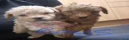 Maltipoo dogs for sale: stunning maltipoo puppies - Advert 4