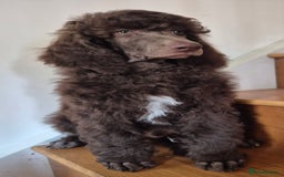 Standard Poodle dogs for sale: KC reg Brown Parti & phantom Standard Poodle pups - Image 11