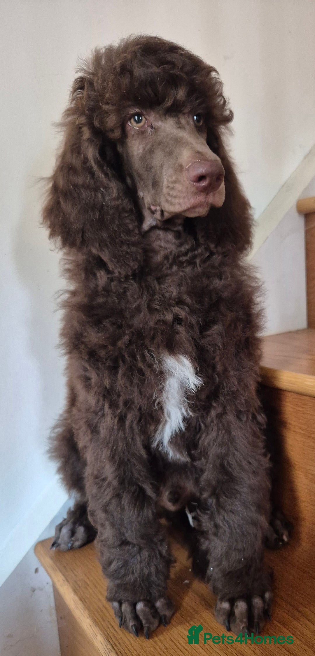 Standard Poodle dogs for sale: KC reg Brown Parti & phantom Standard Poodle pups - Image 11