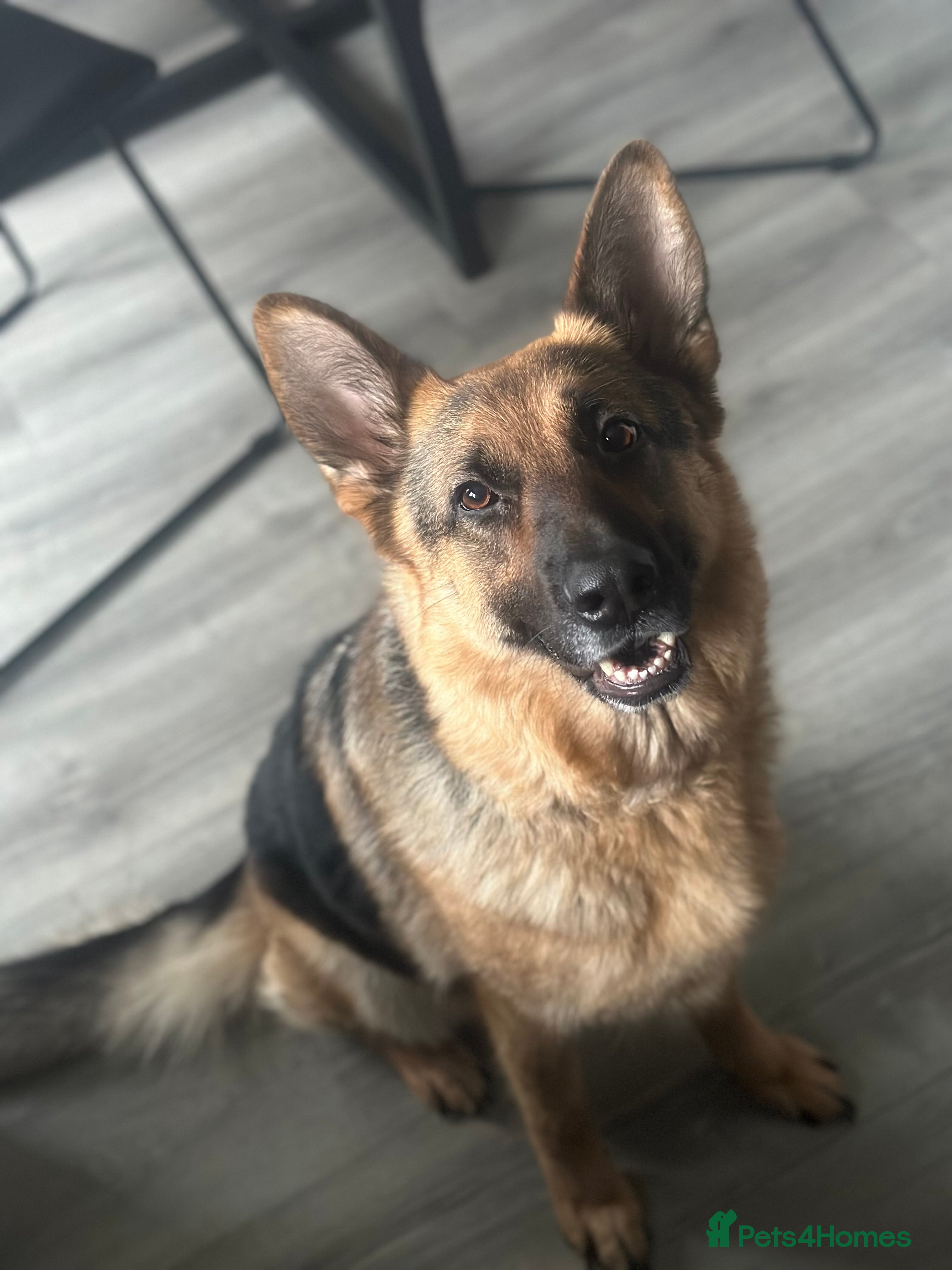 German Shepherd dogs 3 yr old Female GSD - Advert 6