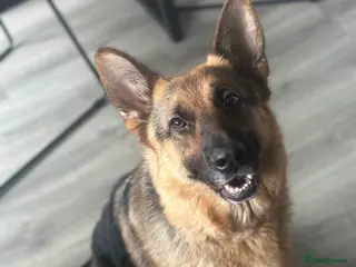 German Shepherd dogs 3 yr old Female GSD - Advert 1