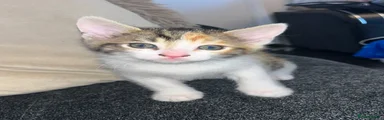 Mixed Breed Kitten 3