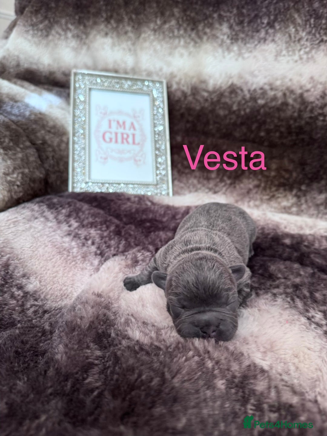 French Bulldog dogs for sale: LAST GIRL REMAINING - KC REG FRENCH BULLDOG PUP - Advert 5