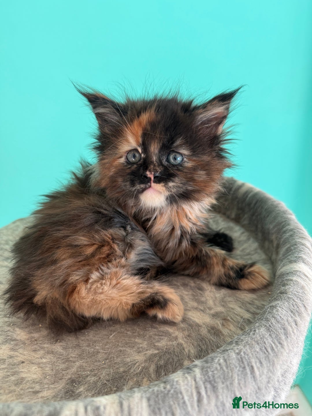 Maine Coon cats for sale: Pure Bred Maine Coon Kittens – Ready to Reserve - Advert 5