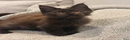 Maine Coon cats for sale: Tica registered ready to go  - Advert 7