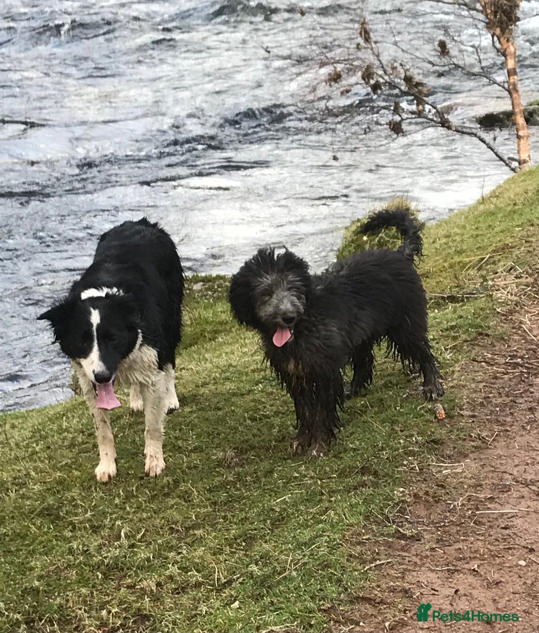 Bordoodle dogs for sale: BORDOODLE  adult neutered female  - Advert 11