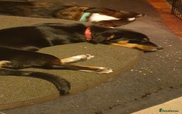 Mixed Breed dogs for adoption: Carli  - Advert 8