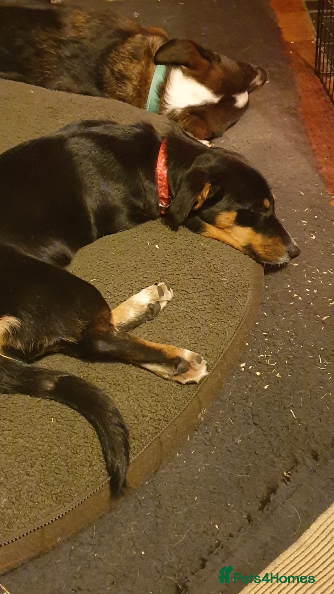 Mixed Breed dogs for adoption: Carli  - Advert 8