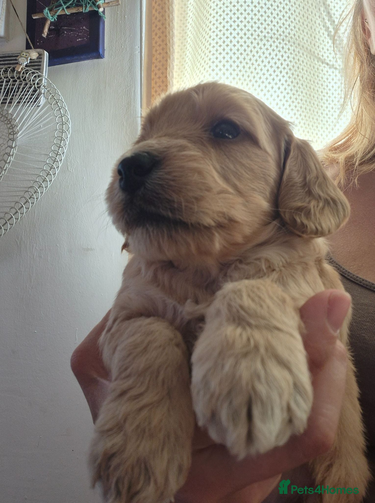 Mini Goldendoodle dogs F1B red fox mini golden doodle puppies - Advert 2