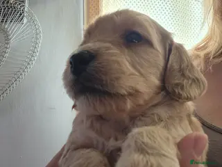 Mini Goldendoodle dogs F1B red fox mini golden doodle puppies - Advert 2