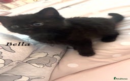 British Shorthair cats for sale: 3 kittens for sale - Image 2