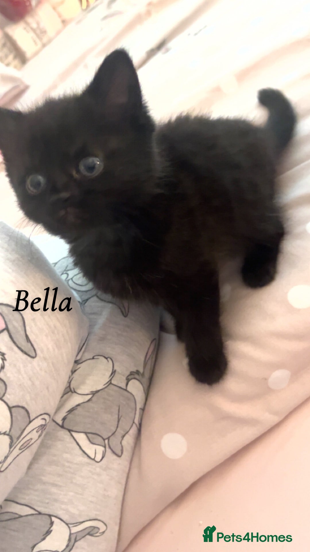 British Shorthair cats for sale: 3 kittens for sale - Image 2