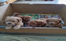 Miniature Poodle dogs for sale: Beautiful Miniature poodles  - Image 6