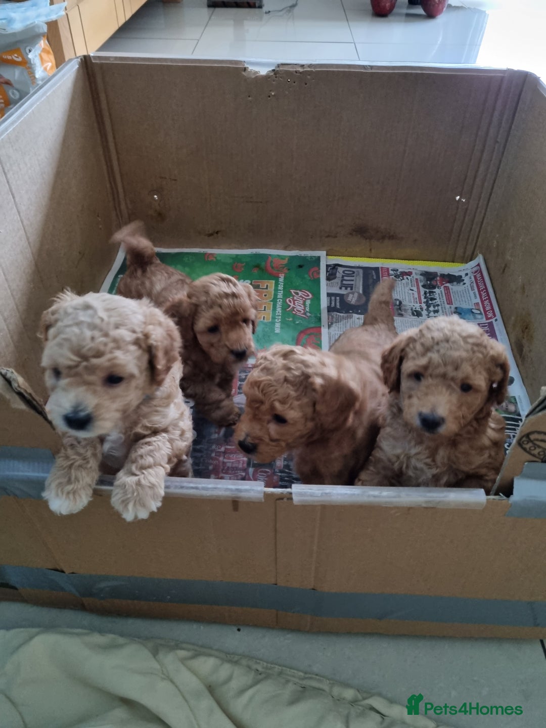 Miniature Poodle dogs for sale: Beautiful Miniature poodles  - Image 6