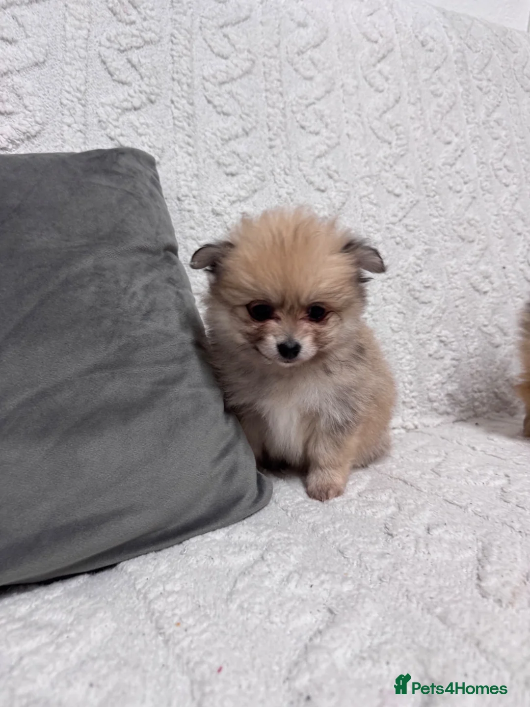 Pomeranian dogs for sale: Pomeranian female ready now in Coventry - Advert 1