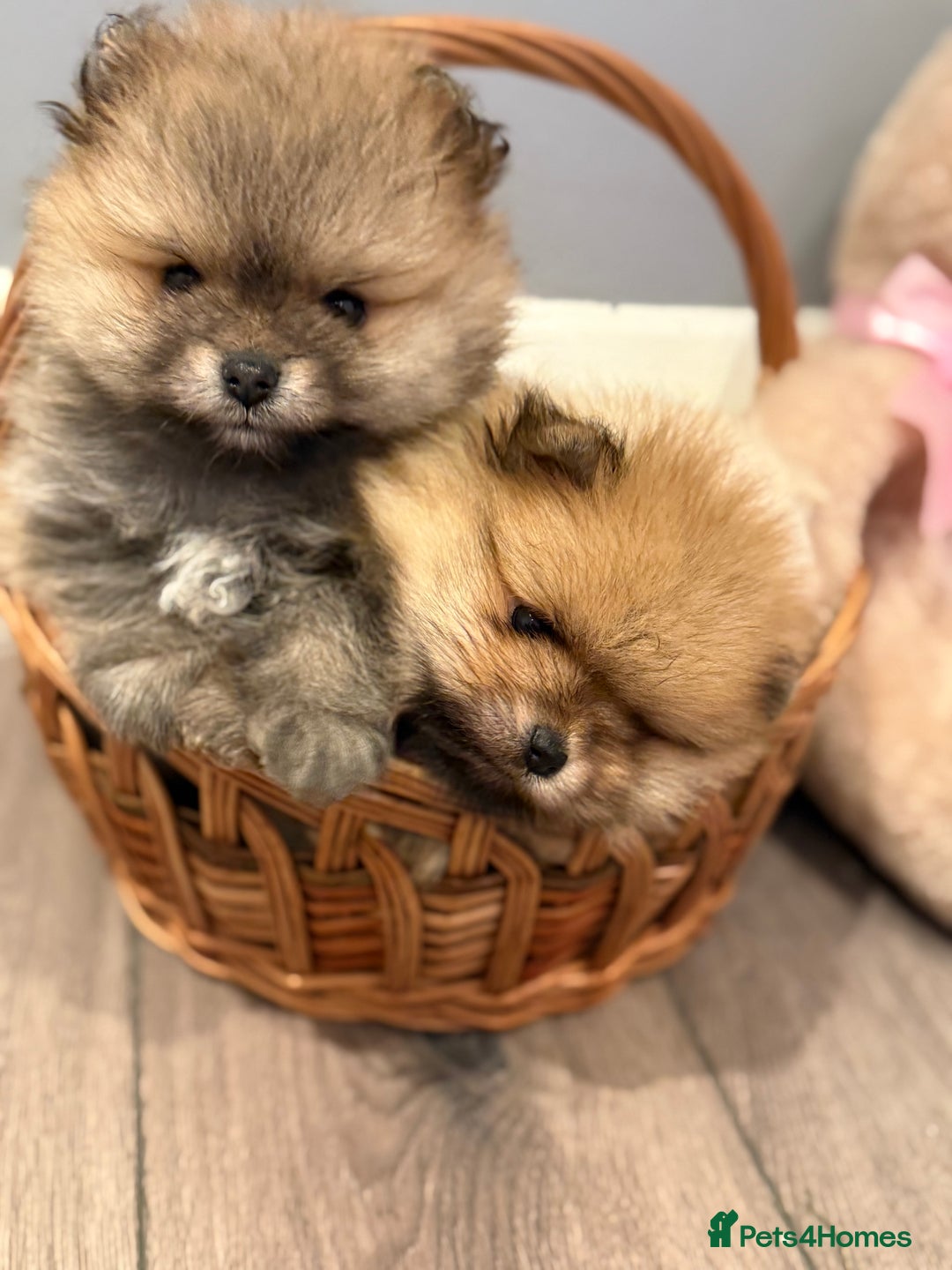 Pomeranian dogs for sale: Pomeranian puppies for sale .  - Advert 23