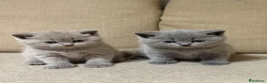 British Shorthair 3