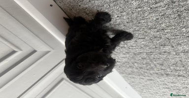 Cockapoo dogs - Advert 2
