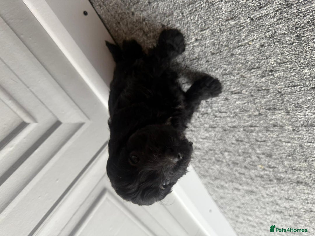 Cockapoo dogs for sale: Beautiful Cockerpoo Puppies. (Sand, Merle, Black) - Image 2