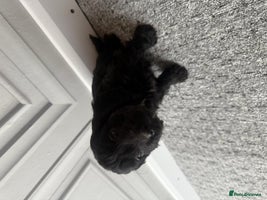 Cockapoo dogs - Advert 8