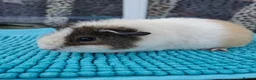 Guinea Pig rodents for sale: Female Guinea Pigs - Advert 3