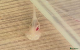 Goldfish fish for sale: Axolotl  - Image 3