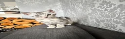 Bengal cats for sale: Bengal kittens - Advert 2