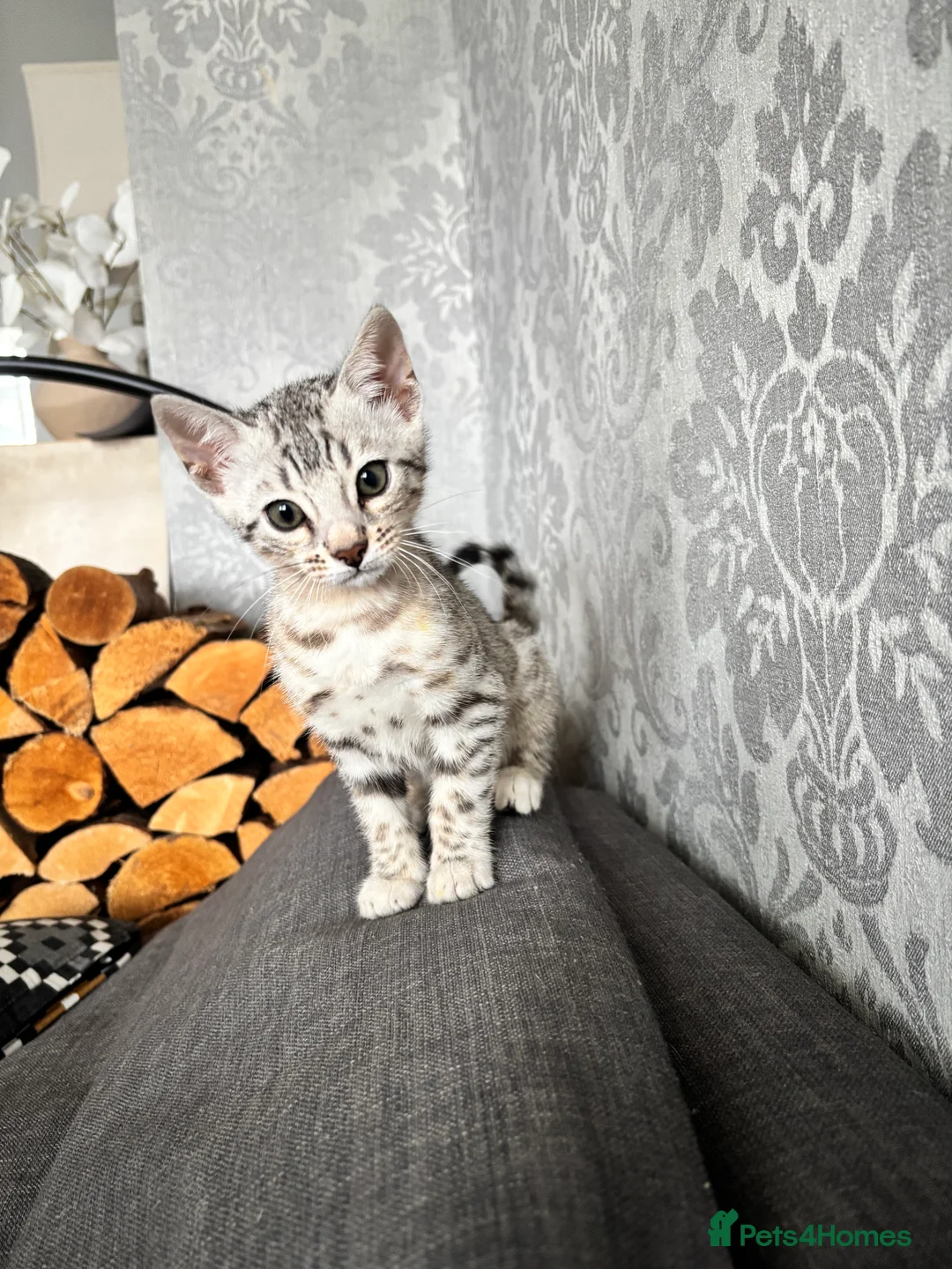 Bengal cats for sale: Bengal kittens - Advert 2
