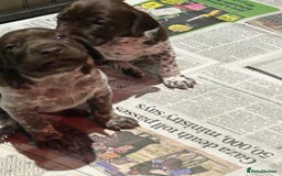 German Shorthaired Pointer dogs for sale: Gorgeous litter of German Shorthair puppies - Image 17