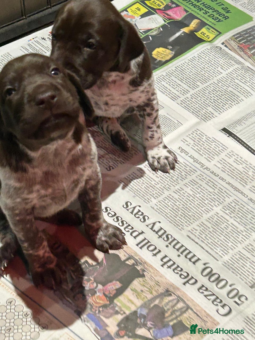 German Shorthaired Pointer dogs for sale: Gorgeous litter of German Shorthair puppies - Image 17