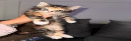 Mixed Breed cats for sale: 4 gorgeous mixed kittens available  - Advert 3