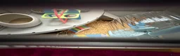 Hamster rodents for sale: Russian hamster  - Advert 5