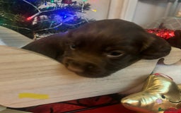 Cocker Spaniel dogs for sale: Beautiful Cocker Spaniel Puppies - Advert 7