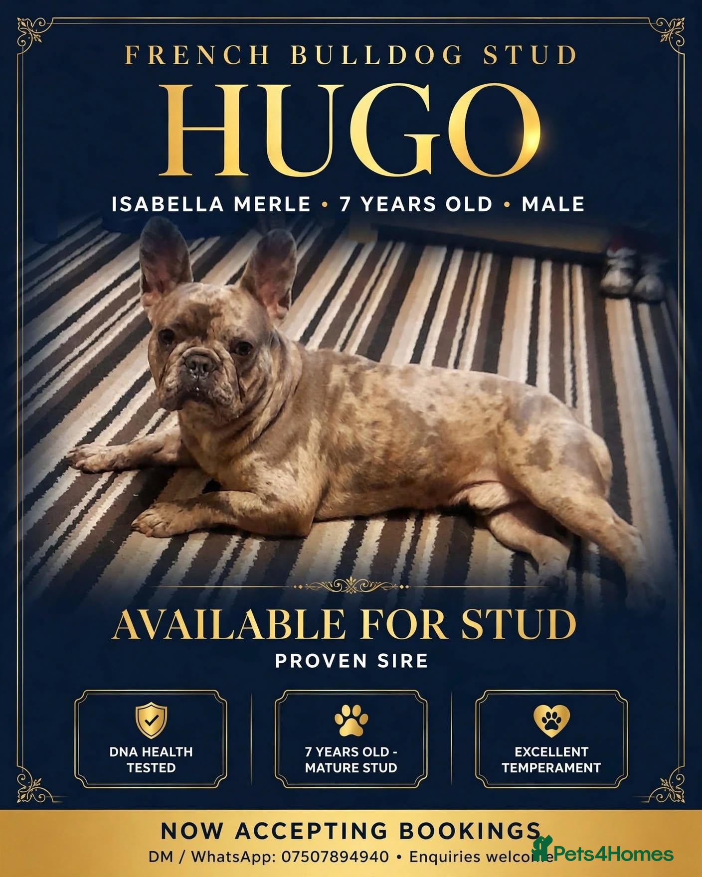 French Bulldog dogs French bulldog stud - Advert 4