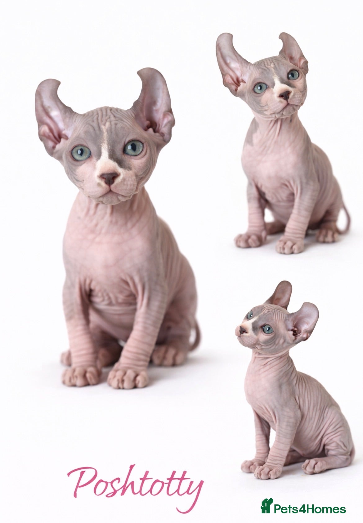 Sphynx cats     Exceptional Sphynx Kittens  - Advert 12
