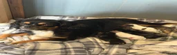 Cockalier dogs for sale: 2 x Cockalier puppies  - Advert 10