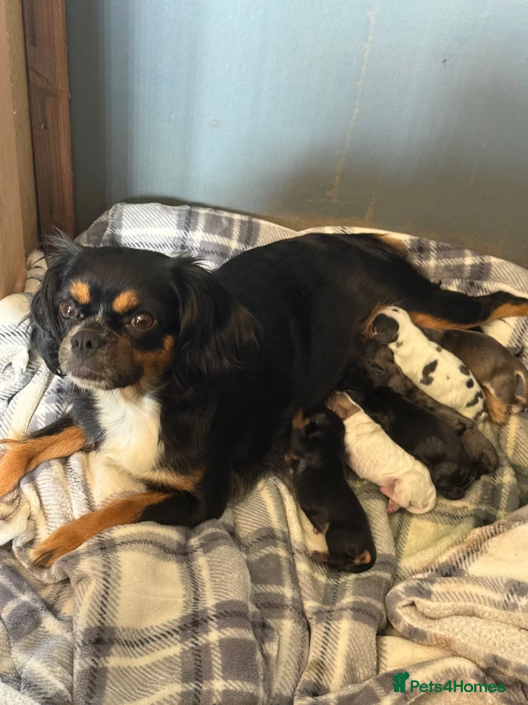 Cockalier dogs for sale: 2 x Cockalier puppies  - Advert 10