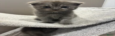 Scottish Fold Kitten 2