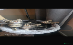 Maine Coon cats for sale: Adorable kittens mixed Maine Coon - Image 2