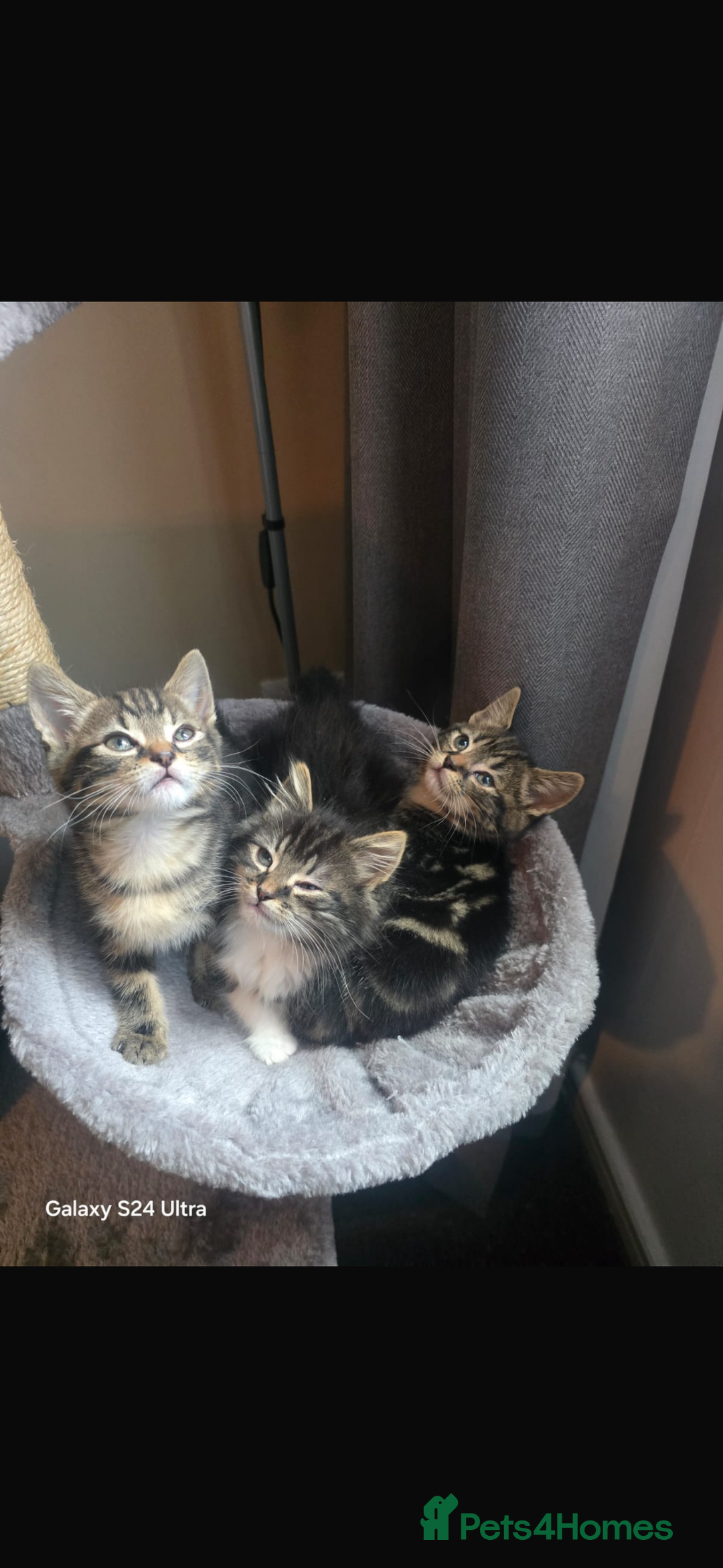 Maine Coon cats for sale: Adorable kittens mixed Maine Coon - Image 2