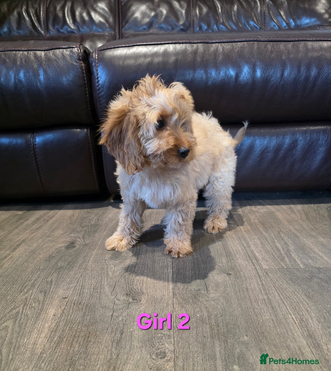 Cockapoo dogs for sale:  Adorable cockapoo pups ready to go 🐶 - Advert 12